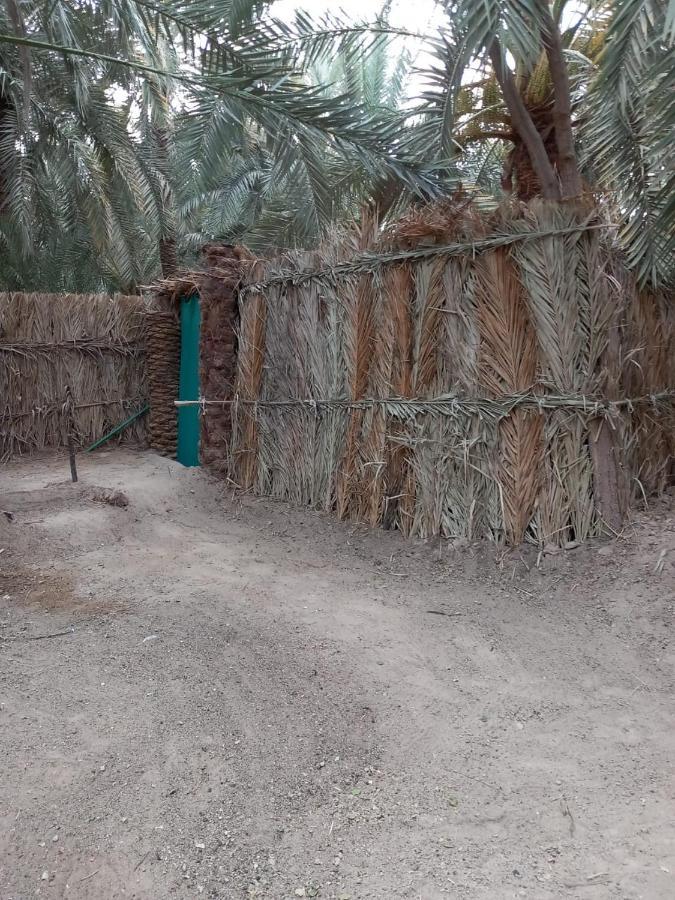 Forest Camp Siwa - كامب الغابة Siwa Oasis Εξωτερικό φωτογραφία