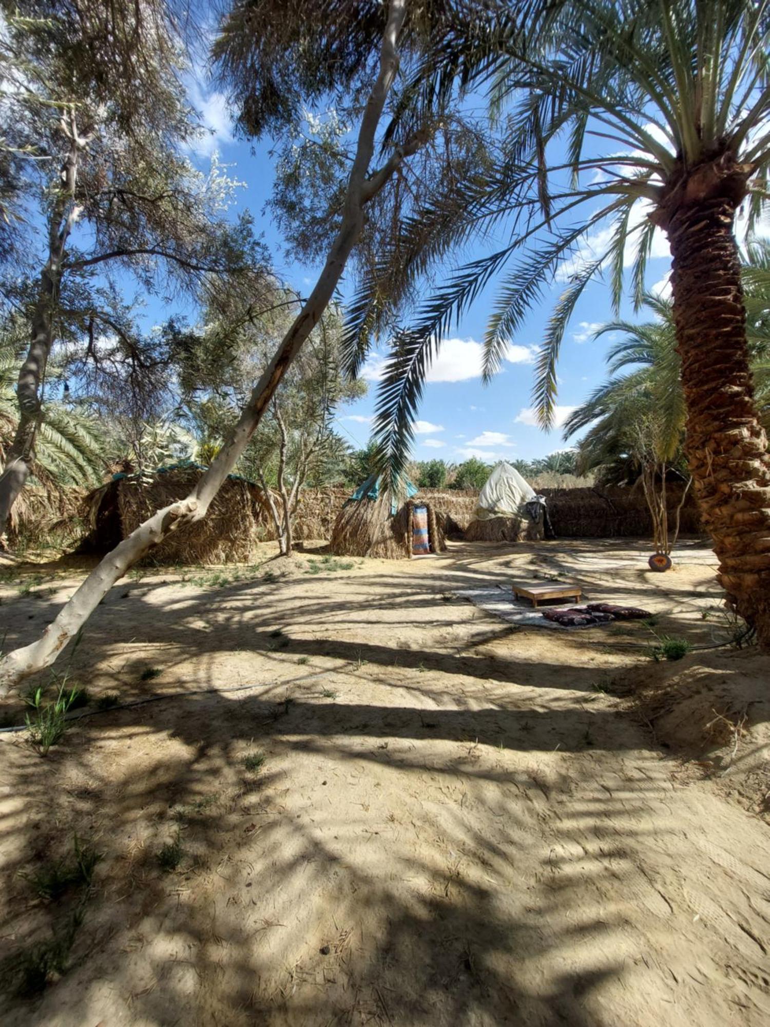 Forest Camp Siwa - كامب الغابة Siwa Oasis Εξωτερικό φωτογραφία