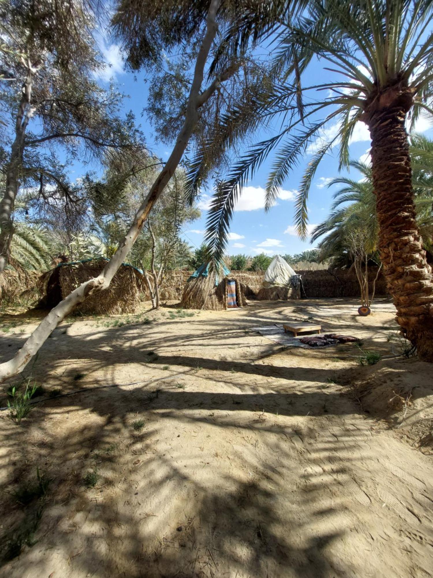 Forest Camp Siwa - كامب الغابة Siwa Oasis Εξωτερικό φωτογραφία